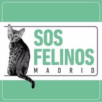 SOS Felinos Madrid (@sos_felinos) 's Twitter Profile