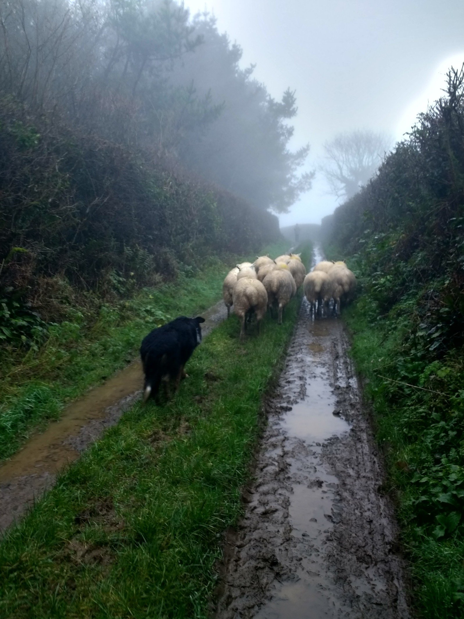 Local food Grass fed lamb & mutton direct to order in the Bideford area . We are a small flock who graze on marginal ground we handle our sheep with respect .