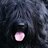 Briardpup's profile image