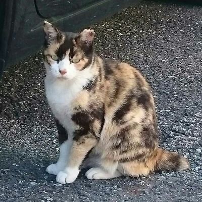 onioni0033's profile picture. 長崎生まれ、長崎育ち。福岡在住。
好きな漫画は『センゴク』、ゲームは『信長の野望』『三國志』『無双』など。
小説は『銀河英雄伝説』が一番好き！