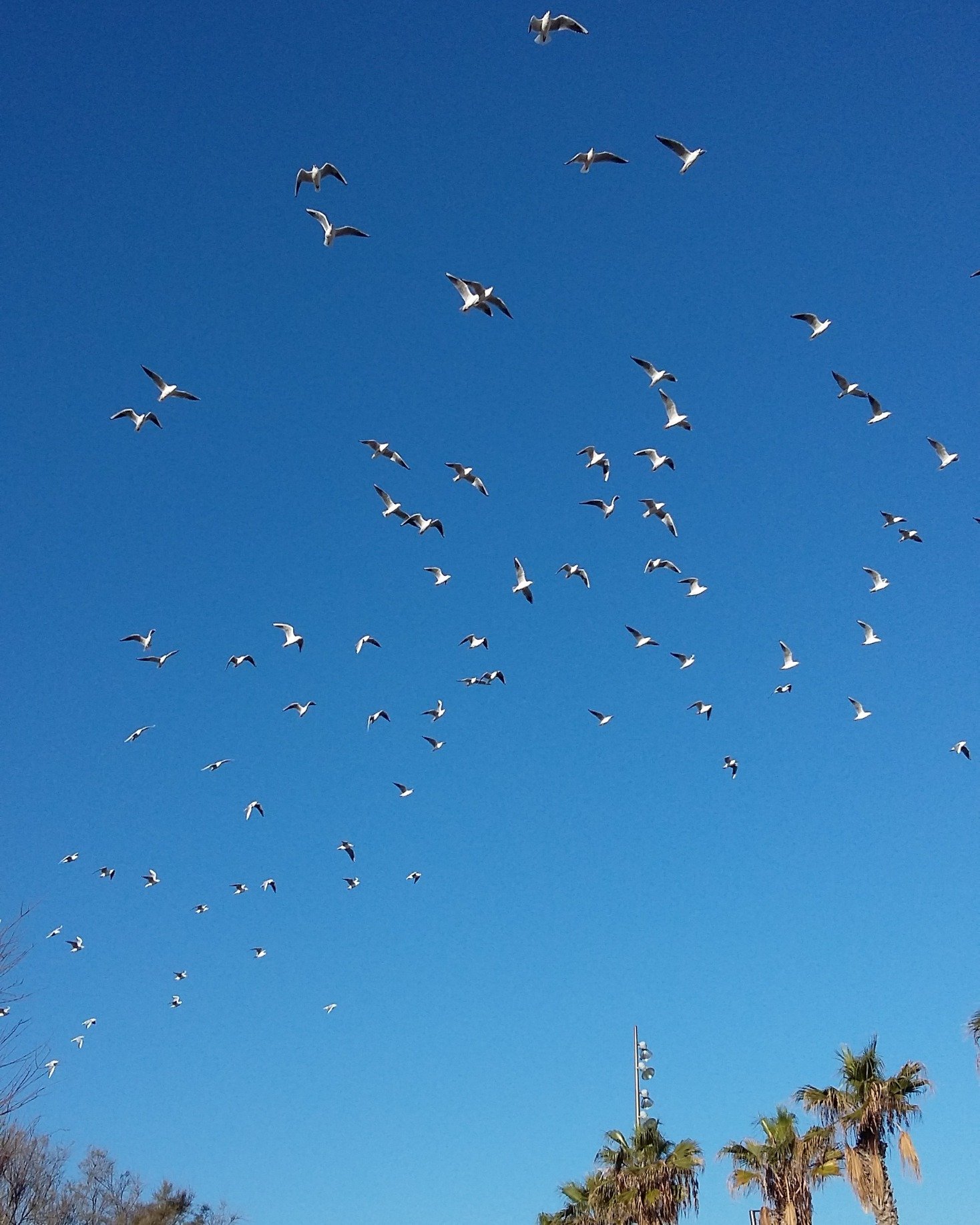 amirosor's profile picture. 