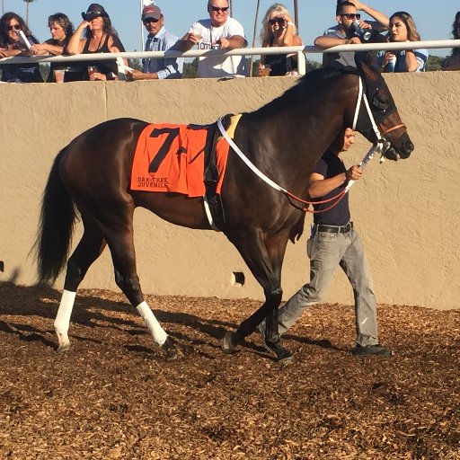 GambleoftheDay's profile picture. 23. Horse player. Avid Pick 4 Player.