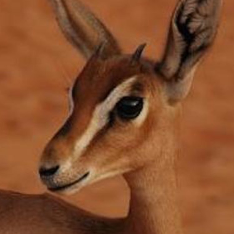 パンダさんの澄んだ瞳が大好きです❤️🧡楽しい写真に感謝しています🍀大切にする動物？ 食べてもいい動物？ 人間の都合で分類している⚡️⚡️ 「動物を殺すのは人間を殺すのと同じ✡️人間はいずれ認識するだろう」ﾚｵﾅﾙﾄﾞ• ﾀﾞ• ｳﾞｨﾝﾁ