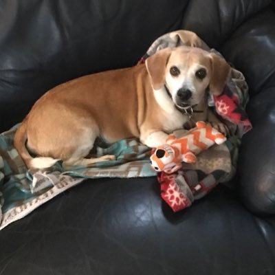 BuddyNichols11's profile picture. Hi I’m buddy the beagle. My birthday is May 6,2009. I’m a red and white beagle and I’m 11 year old