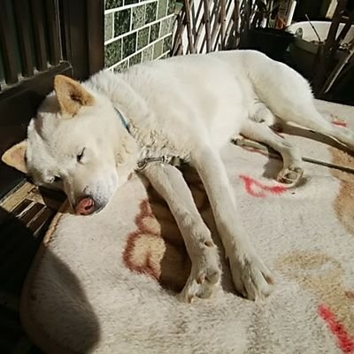 ふっち。🐾