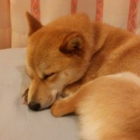 あんこ飴(@ankoame6f9) 's Twitter Profile Photo