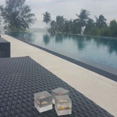 DistrictHammock's profile picture. cruising corn, sightseeing sorghum and wandering wheat