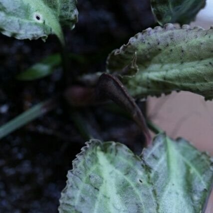 makkachin0323's profile picture. HomalomenaとCryptocoryne(thwaitesii & Nurii Rosa系？)が好きです(^^)　育成記録　　　　　　　　　　　　　　　えびの事はブログに書きます(-_-)
https://t.co/EZCMyKc998　　　　　　　　　　　　　　　　　Ｌａｋｅｒｓ(NBA)も好き