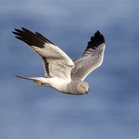 JimmynotPaul (@jimmynotp) 's Twitter Profile