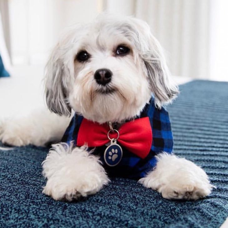 Hi! I'm Buster & I work at The Hotel Nikko San Francisco. I'm here to make sure your stay is pup-tastic. Stay with us and schedule some cuddle time with me!