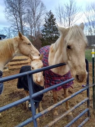 Owner and operator of Moody Horse Farm & Kennel raising horse and Australian Shepherds is my passion.