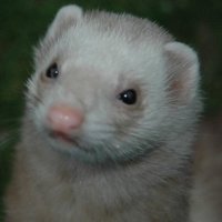 Clive Slade (@the_lazy_ferret) 's Twitter Profile Photo