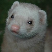 Clive Slade(@the_lazy_ferret) 's Twitter Profile Photo