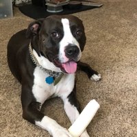 Dude&DogTravels (@dudedogtravel) 's Twitter Profile