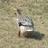 stringriver's profile image