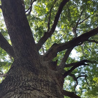 Working to help stop #InvasivePlants and bring back #NativePlants to New Jersey.