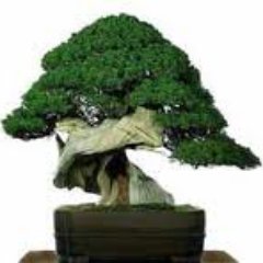 Aficionat a l'art del bonsai en el temps lliure, Català a temps complert.