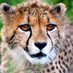 Chelwood Elementary School (@chelwoodcheetah) Twitter profile photo Chelwood Elementary School (@chelwoodcheetah) Twitter profile photo