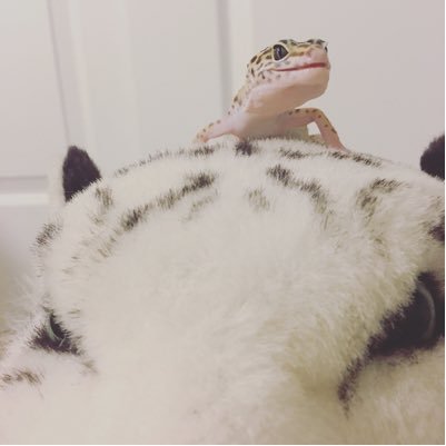 loveamimalsさんのプロフィール画像
