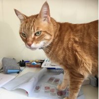 Dr Catherine Langdon (@polcat) 's Twitter Profile
