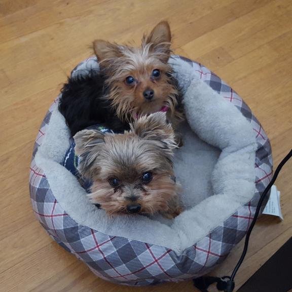 we love cute yorkies! don't own these pics, just appreciate them and wanted to share them!