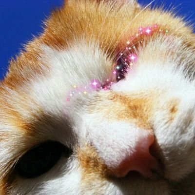 OTRB one eyed pirate cat from Ireland. Married to BB @KittyHavenNY Mama misses me Cousin to Laz & Bob @Lazlovely. #BBOT #Vanalikes #WeetiGang #brasspawz