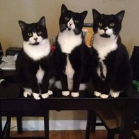 meowon (@meowonb) 's Twitter Profile