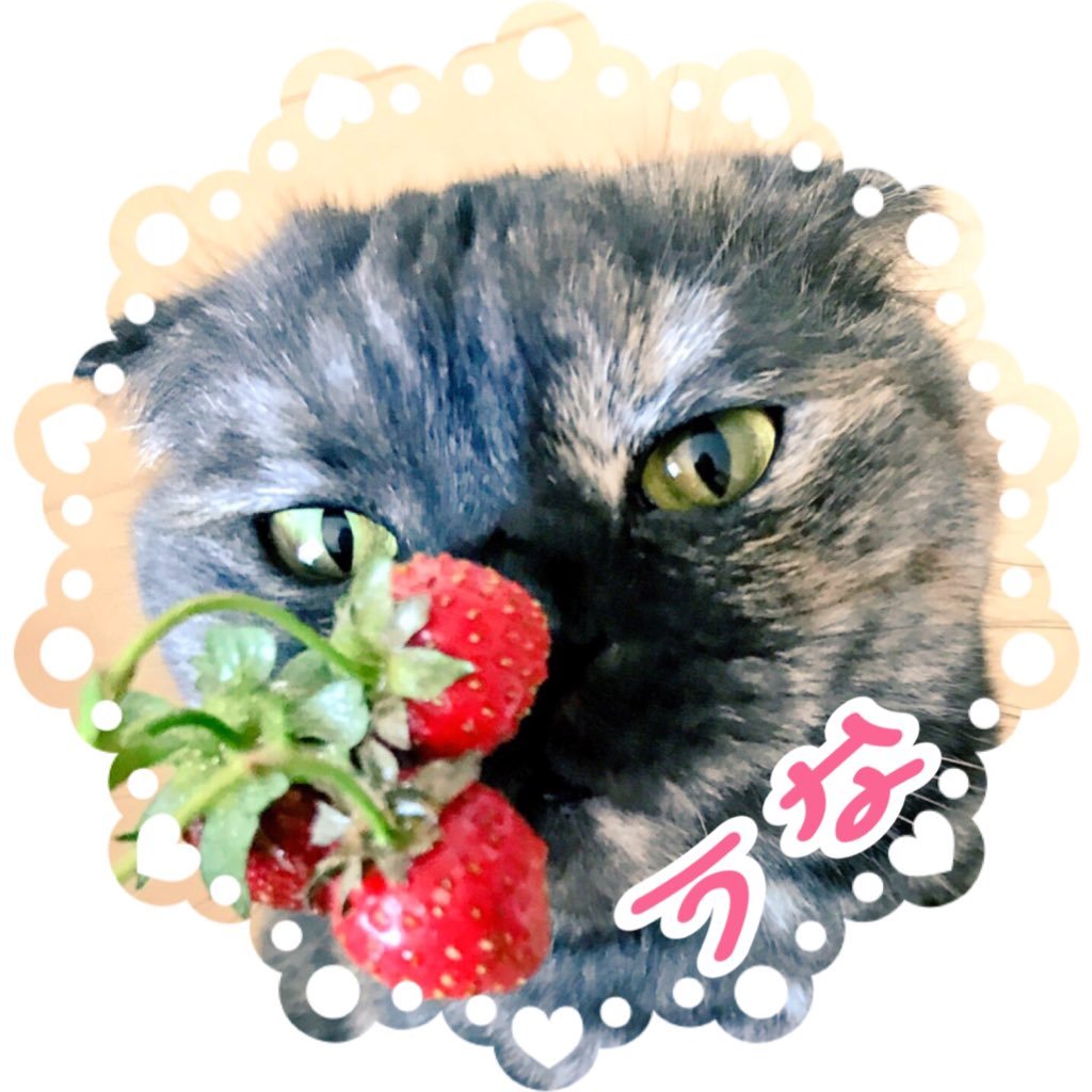 una_suco323's profile picture. もなちゃんは保護にゃん 2019年9月生まれ #マスク猫 先住猫のうなちゃんは多発性嚢胞腎でした(5歳10ヶ月でお空に)