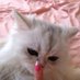 ✨🐾🐈⬛jun・-・jun🐈⬛🐾✨ (@jun_t_nbcp) Twitter profile photo ✨🐾🐈⬛jun・-・jun🐈⬛🐾✨ (@jun_t_nbcp) Twitter profile photo