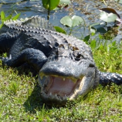 Wild Horses, Bison, and Gators. Gators are real. *Any suggestion to pet or swim with gators is a joke.