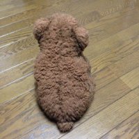 Hachi (@marc_ego) 's Twitter Profile