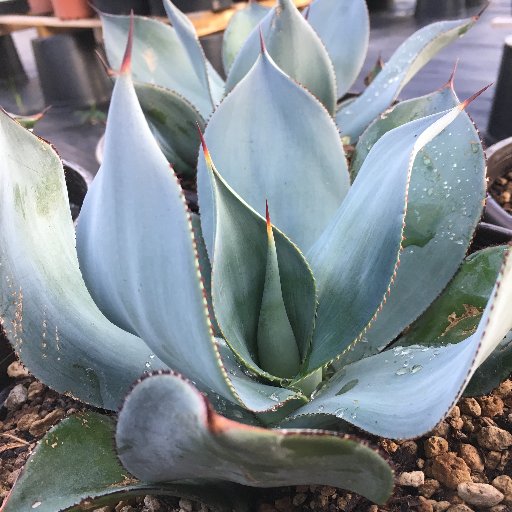 Succulentxlabxsale All you succulent lovers here Pm us for orders Welcome wholesale or bulk order .
Our web: https://t.co/3n8CnlyH0V