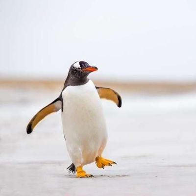 Music_fthc's profile picture. Going the Xtra Mile for music.
Fan of traveling, penguins and tea.