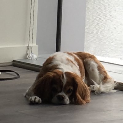 dvalentino11's profile picture. 