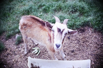 ababababa69's profile picture. この、へんたいっ! ロックとかカメラとか、いろんなものを広く深くあさっております。平成生まれのおっさんです。■LOVE!→ラーメンズ/水曜どうでしょう/ゼルダの伝説/でんぱ組.inc/怒髪天/落語/二次元/読書/演劇/海外ドラマ/邦楽ロック/経営戦略論/くわしくは↑のURLにて(^ω^)