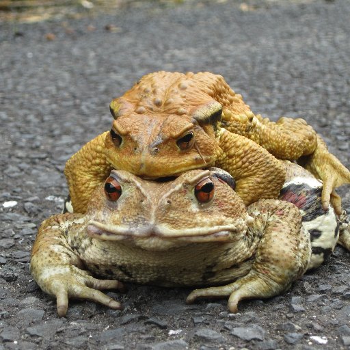 カメ多数飼いと変な植物好き OMNIA(動植物愛好家団体)代表 フォロー大歓迎 無言フォロー失礼します 🐢🌵 カメ好き植物好き大歓迎