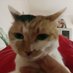 猫厨meowchain (@chain247) Twitter profile photo 猫厨meowchain (@chain247) Twitter profile photo