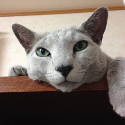 saikokunekoneko's profile picture. 猫🐱4にゃん＝紫苑＆木蓮＆桂花&朝顔、飼ってます。 動物愛護活動・保護猫活動応援中。保護猫カフェにも出没します。保護猫、迷子猫のRT多め。猫も犬もみんな幸せに暮らせますように。。。猫ブログ「彩国ねこねこ日記」 趣味垢@kinokomiya1978 チェス垢@saikokuch