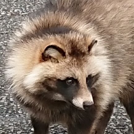 各種動物(特に狸！！ 犬 猫 かわうそ)音楽・写真・懸賞等に興味あります。無言フォロー失礼致しますm(__)m