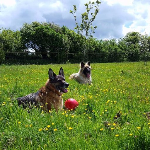 higherwellfarm's profile picture. Situated in Rejerrah, we're home to the original Newquay Dog Walking Field rated best in Cornwall, and the Small Pet Hotel 🐾