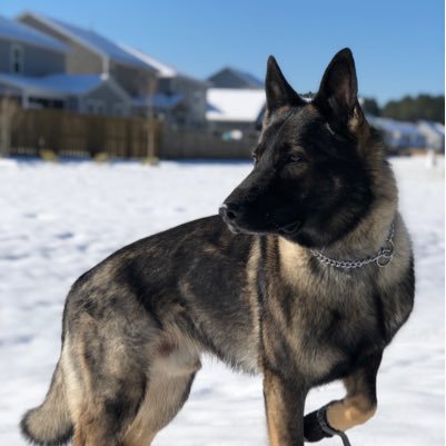 K9Apart Profile Picture