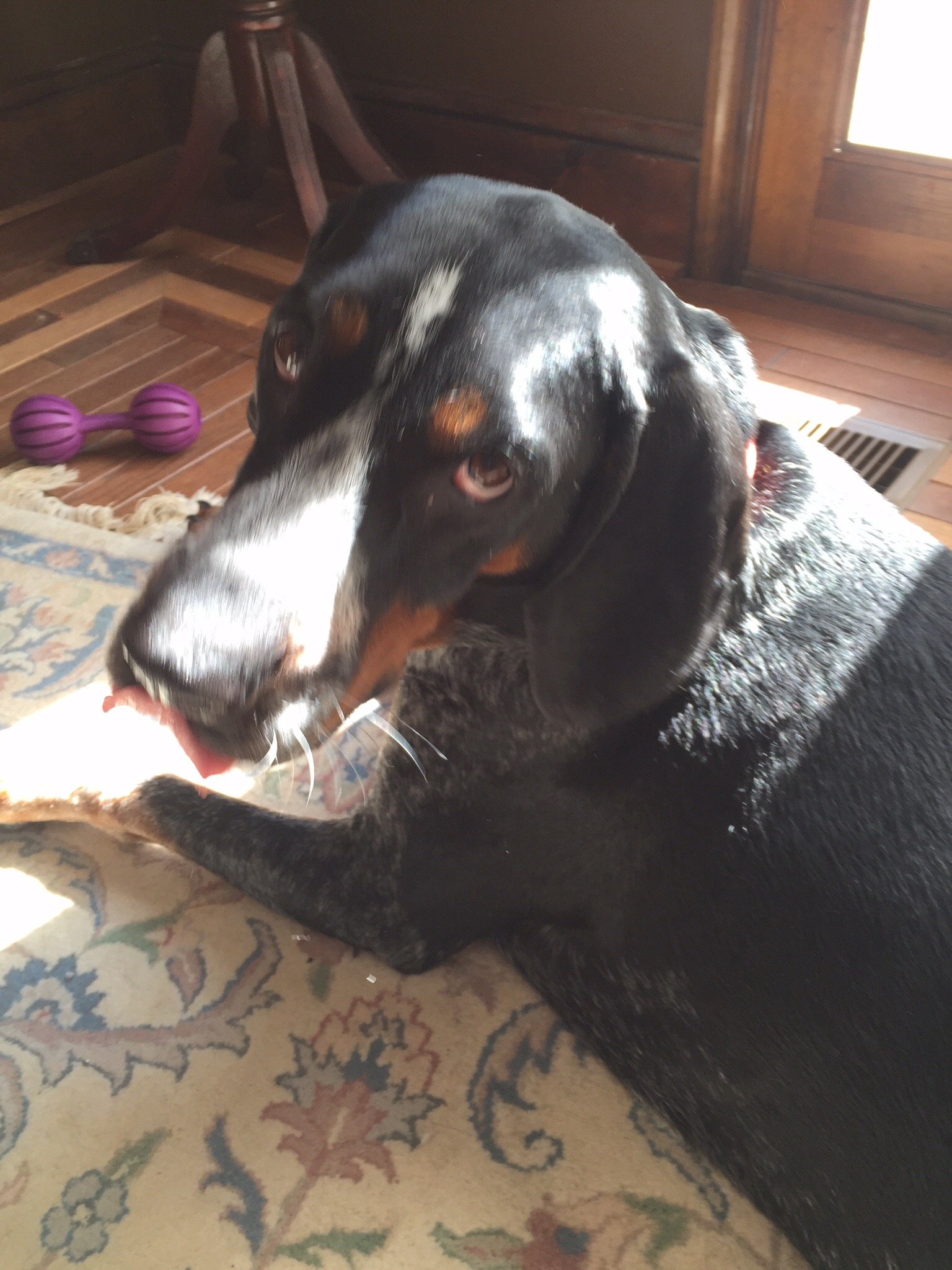 IonianAlexis's profile picture. 