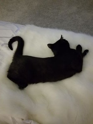 LifeOfOneBlack1's profile picture. Pictures and videos of my cat Barsik. He likes to pose 😼