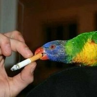 Cigarritos (@loscigarriyos) 's Twitter Profile