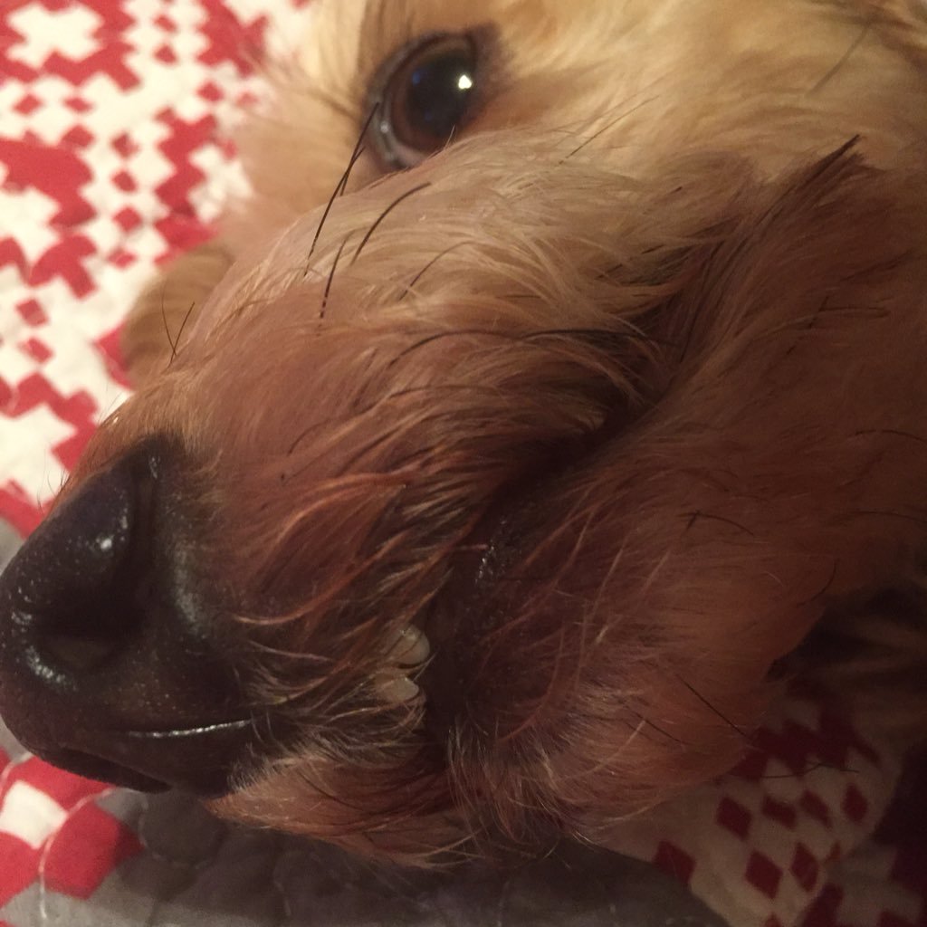 SandyLeeClark's profile picture. therapy dog and Owner