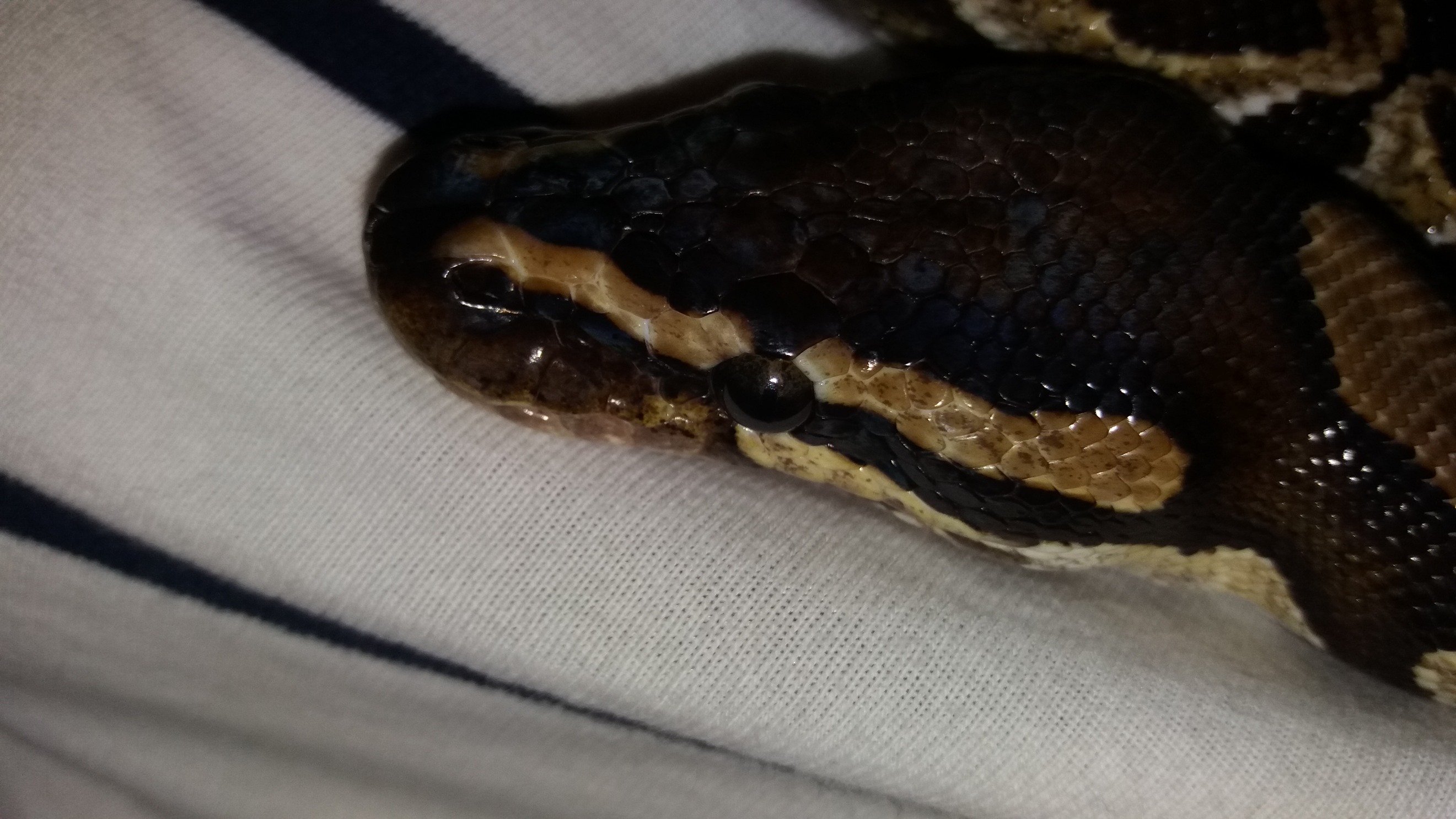 konigspython's profile picture. 