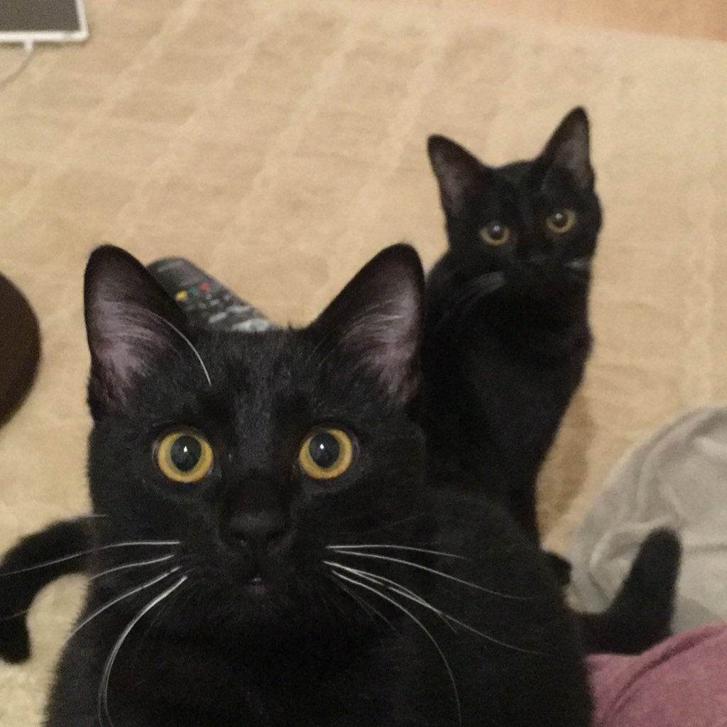 黒猫の兄妹の里親になりました。初めて猫を飼うので戸惑うばかりです。黒猫カンタ（♂6歳）とサツキ（♀6歳）と、里親奮闘記。