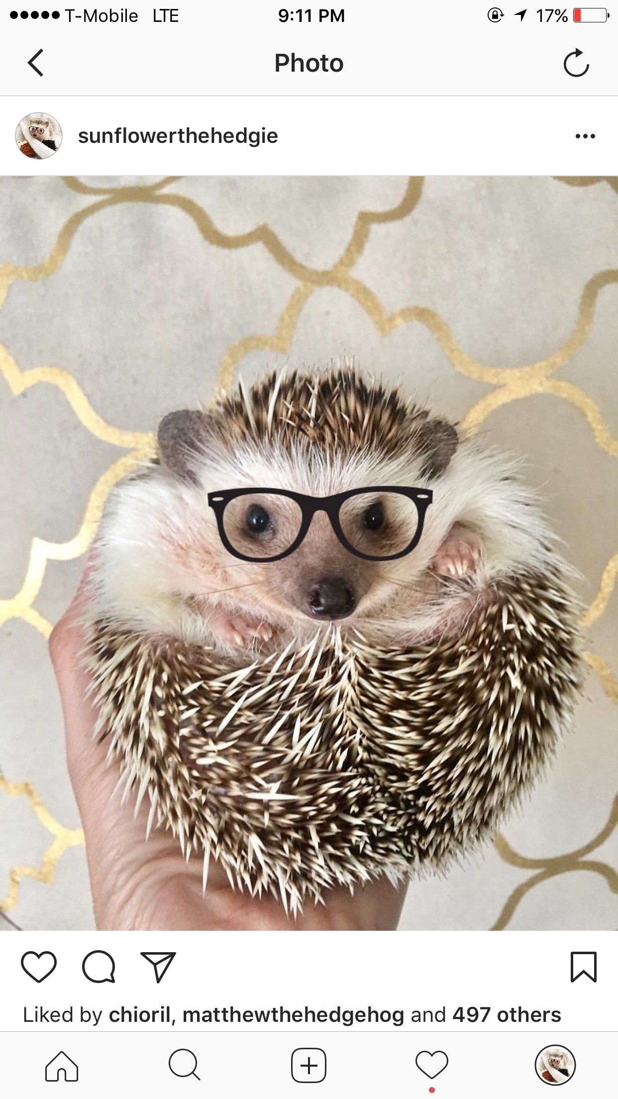 SunflowerHedgie's profile picture. 