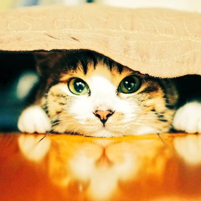 まとめちゃんねる ボケて最新画像動物編傑作まとめ13 猫 犬 ゴリラ ライオン ペット 馬 ボケて最新笑える 殿堂入り爆笑画像キュレーター T Co Wh5cfxot45