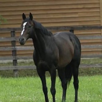 sw19982258's profile picture. #競馬 #ゴルフ  #パグ 好きな馬はスペシャルウィークです